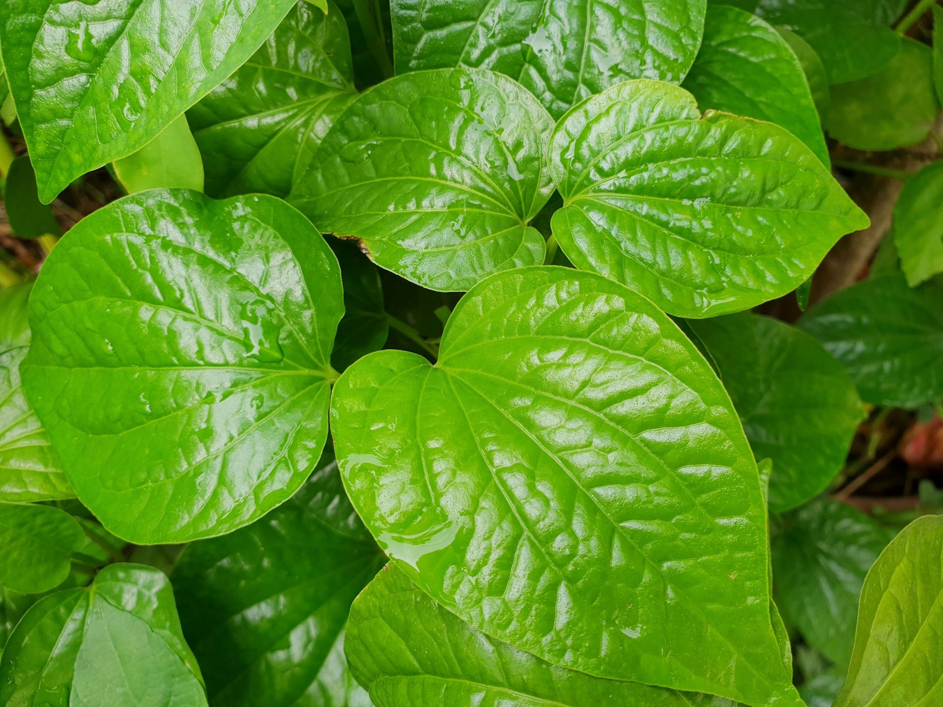 a close up of a kava plant